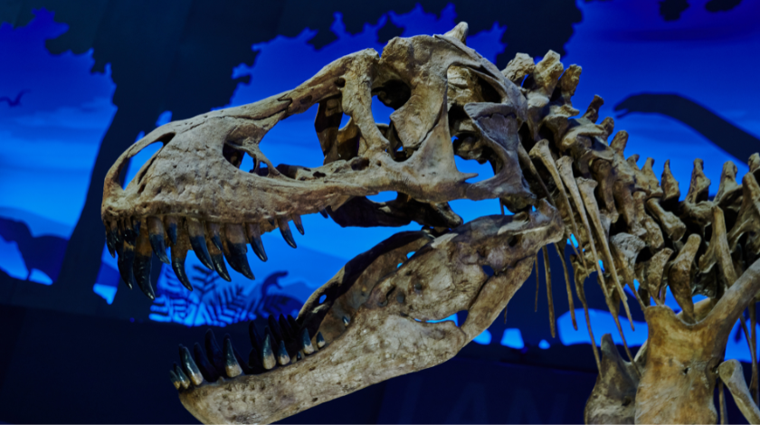 sundaland hominin fossil site discovery